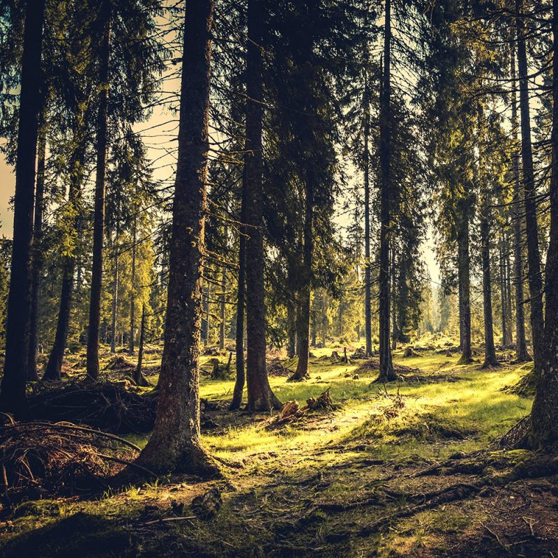 Natur- und Artenschutz